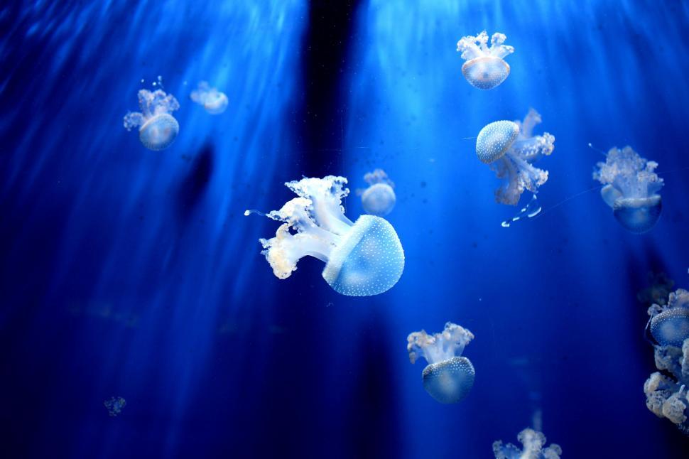 Free Image of Group of Jellyfish Swimming in the Ocean 