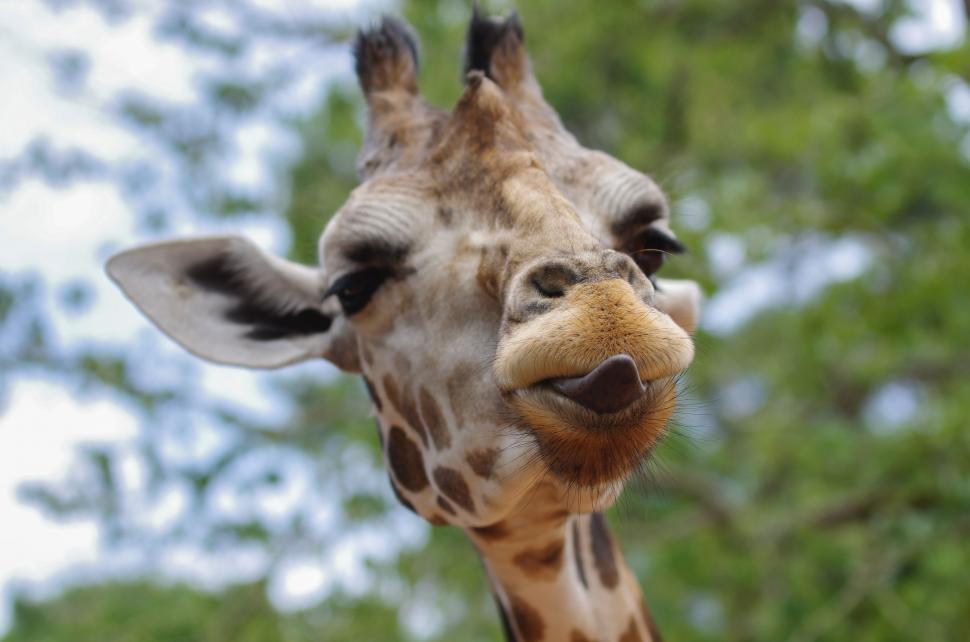 Free Image of Close Up of Giraffe With Trees in Background 