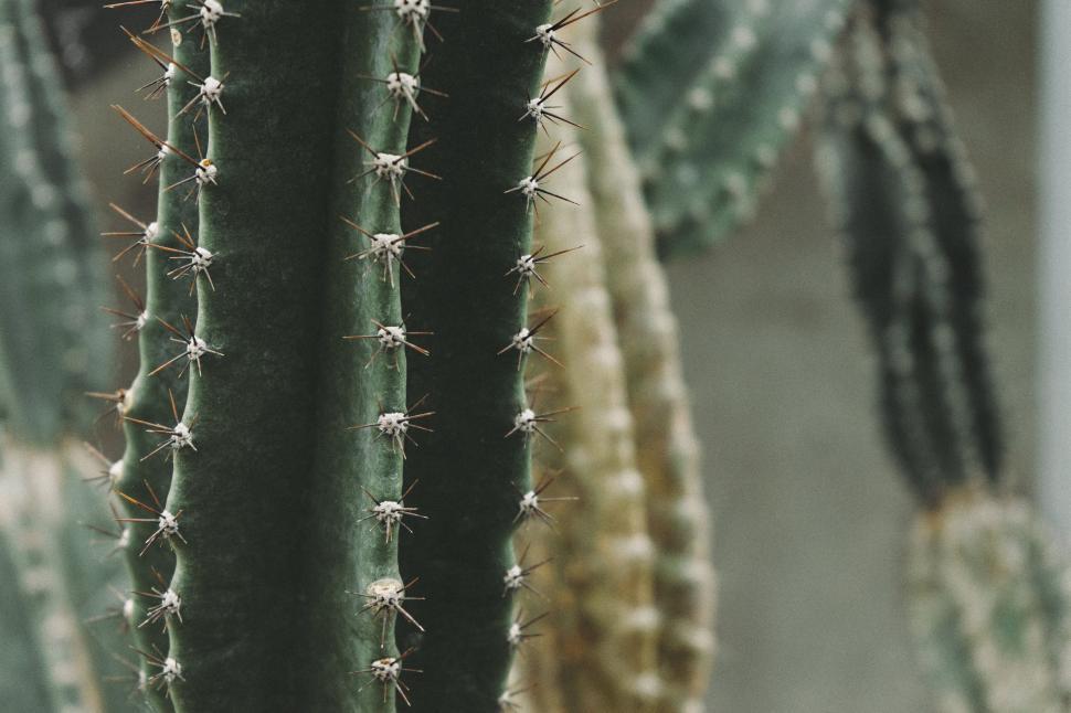 Free Image of Close Up of a Cactus Plant With Other Plants in the Background 
