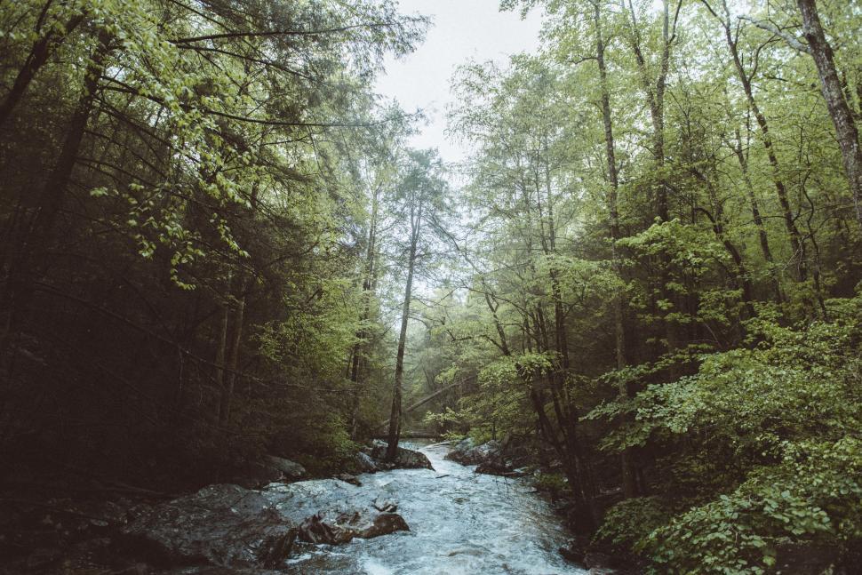 Free Image of River Flowing Through Lush Green Forest 