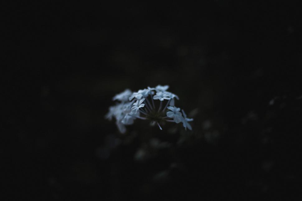 Free Image of Blurry Flower in the Dark 