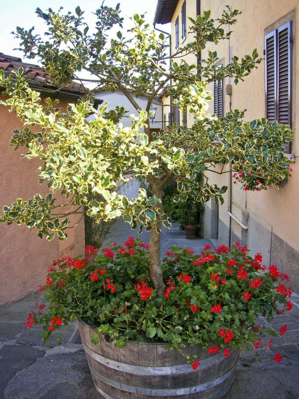 Free Image of flower pot 