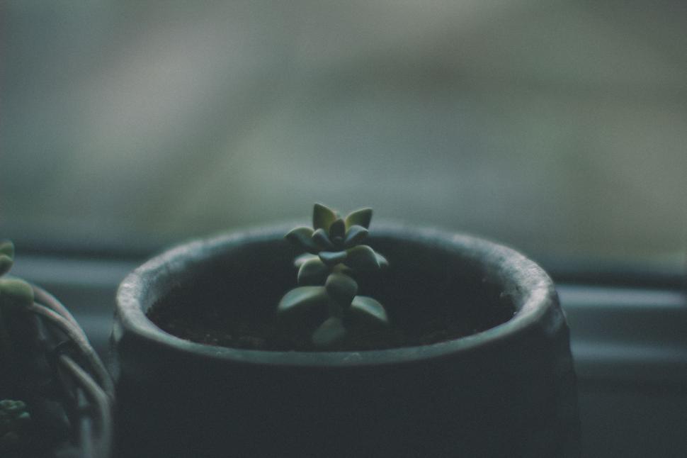 Free Image of Potted Plant in Black and White 