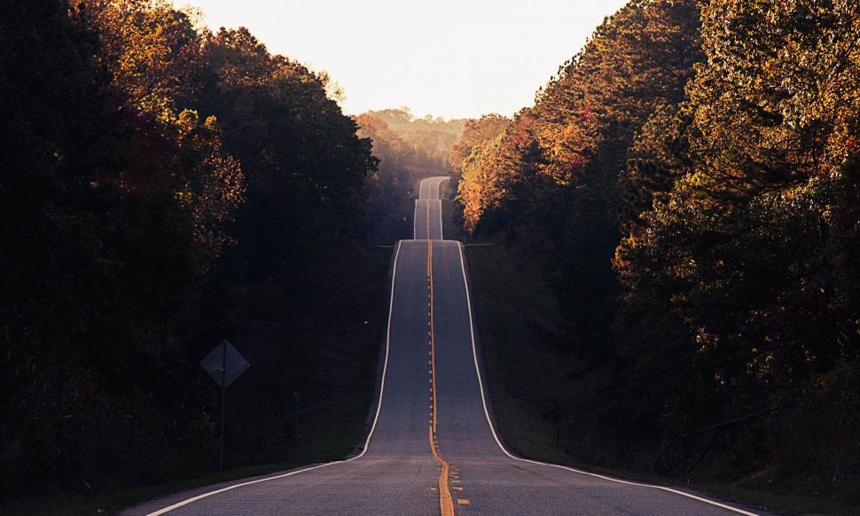 Free Image of Empty Road Surrounded by Trees in Daylight 
