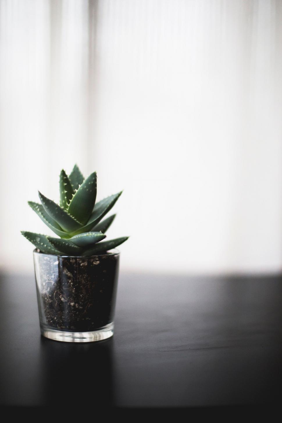 Free Image of Succulent in Glass Terrarium 