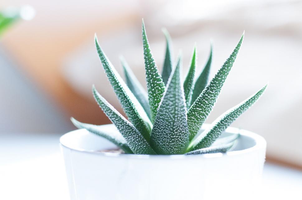 Free Image of Small Green Plant in White Pot 