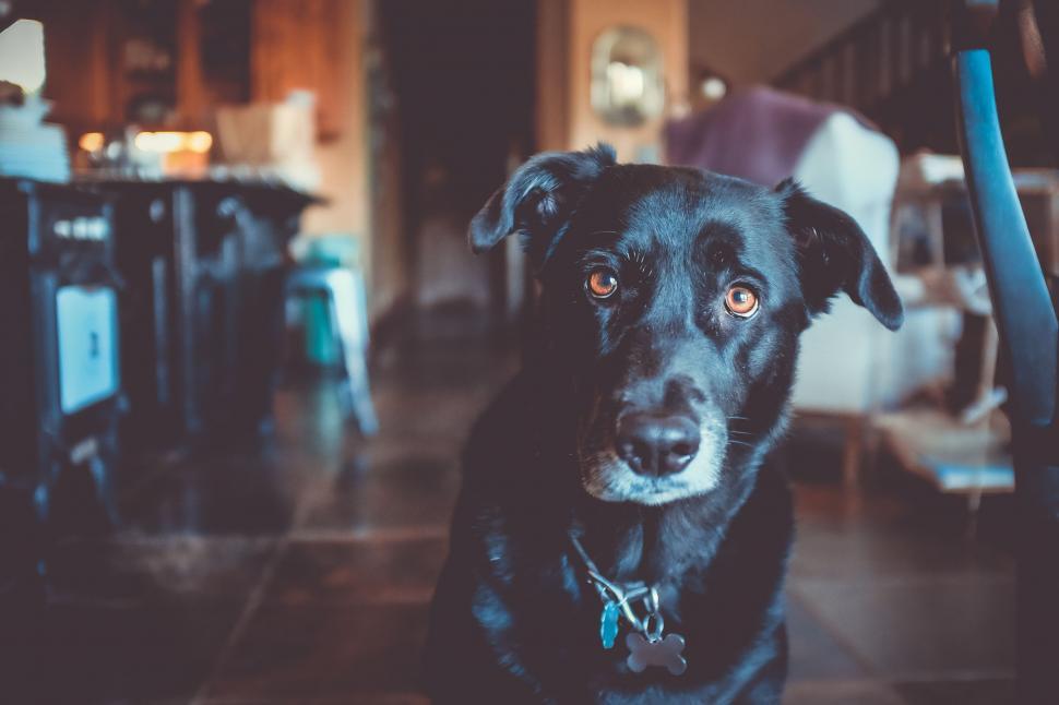 Free Image of Black Dog Sitting in Living Room 