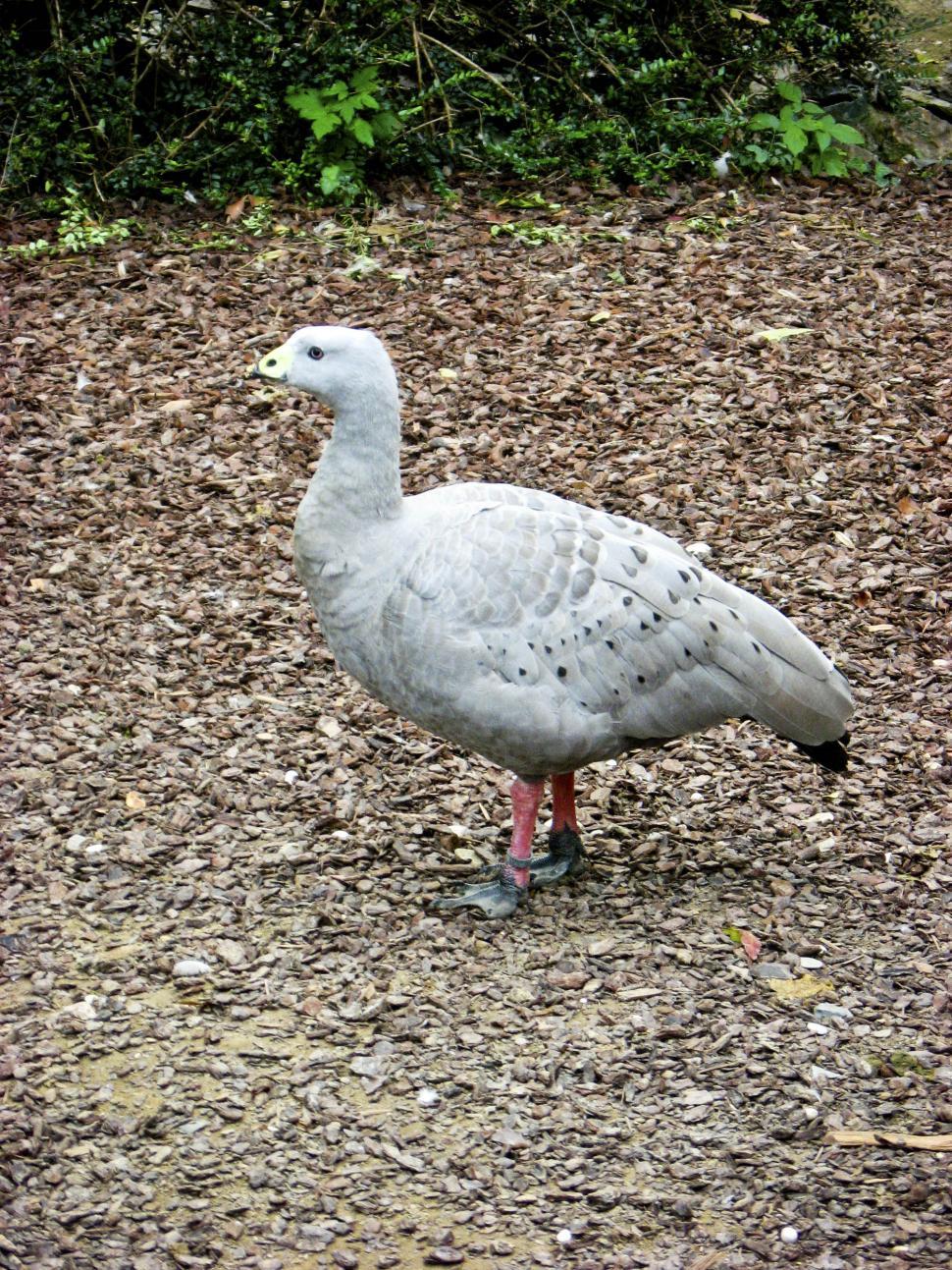 Free Image of Cape Barren Goose 