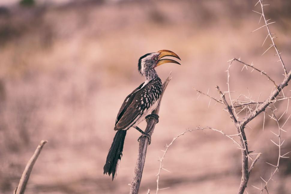 Free Image of Black and White Bird Perched on Tree Branch 
