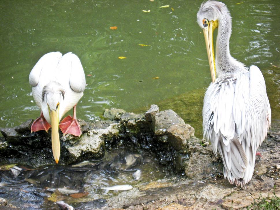 Free Image of pelicans 