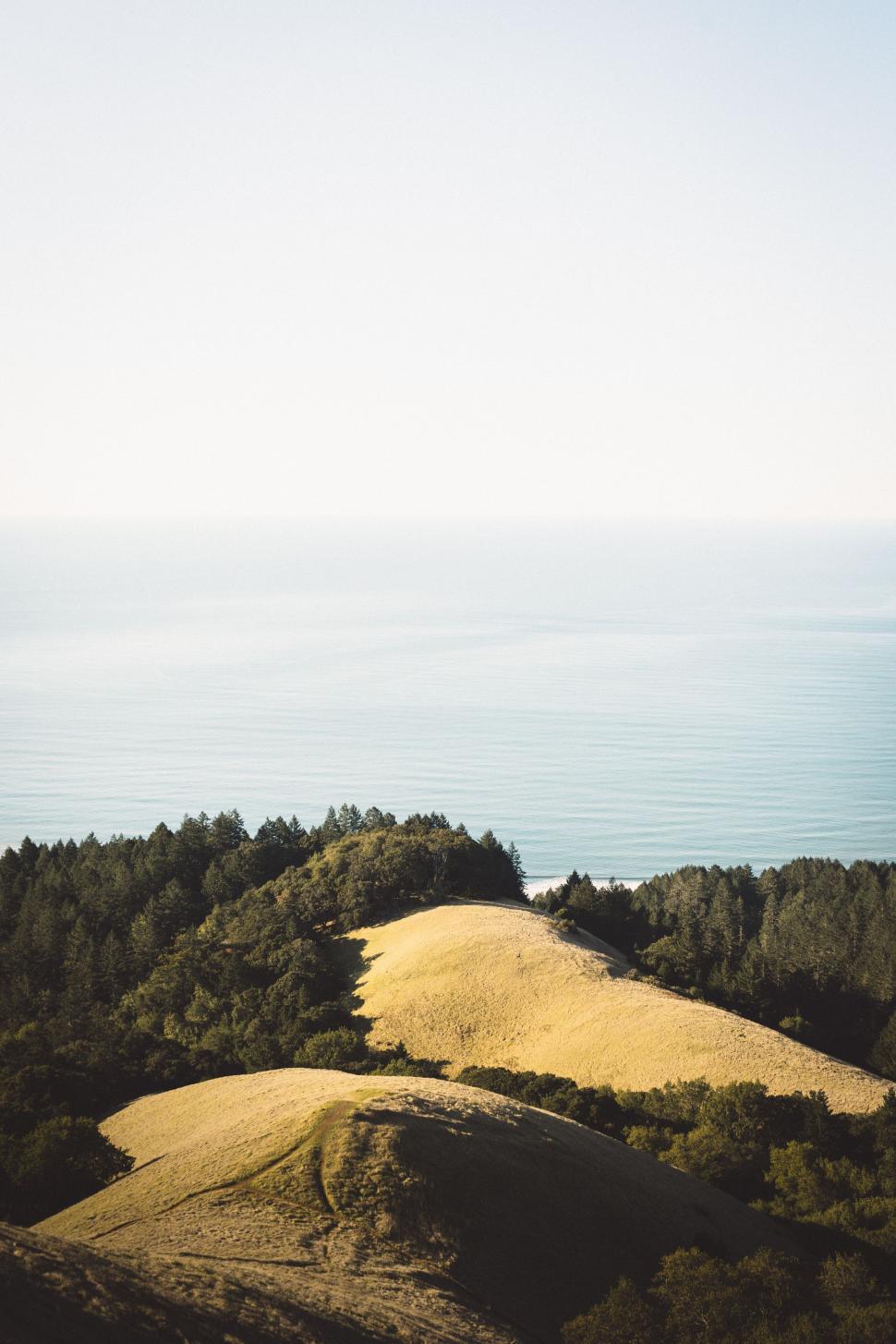 Free Image of Grassy Hill With Trees 