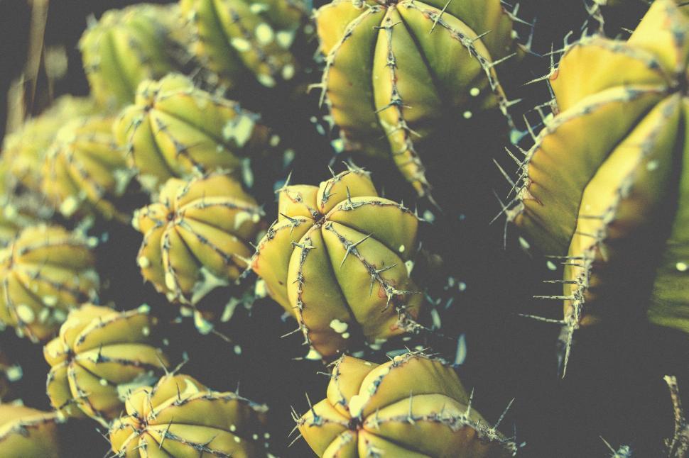 Free Image of Cluster of Green Bananas Hanging From a Tree 