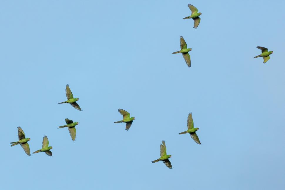 Free Image of A Flock of Birds Flying Through a Blue Sky 