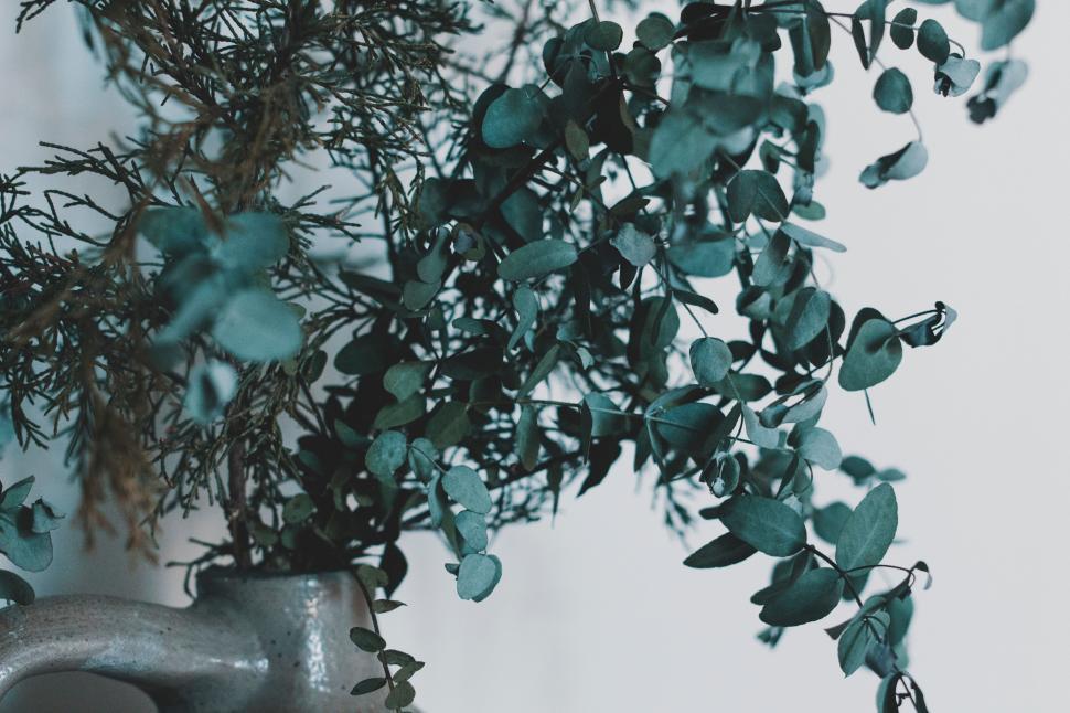 Free Image of Potted Plant on Table 