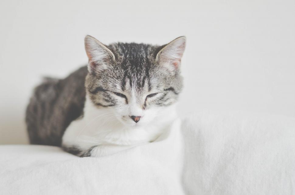 Free Image of Sleeping Cat in Black and White 