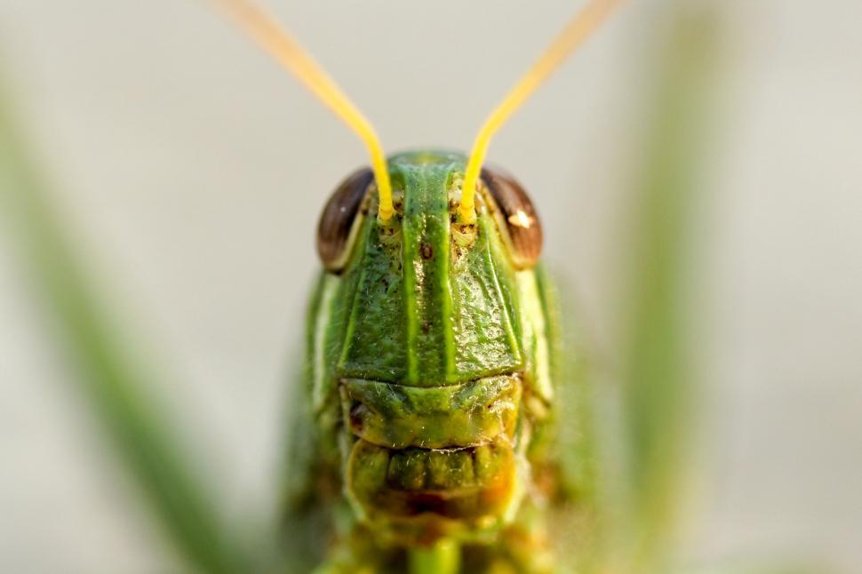 Free Image of Close Up of a Grasshopper on a Plant 