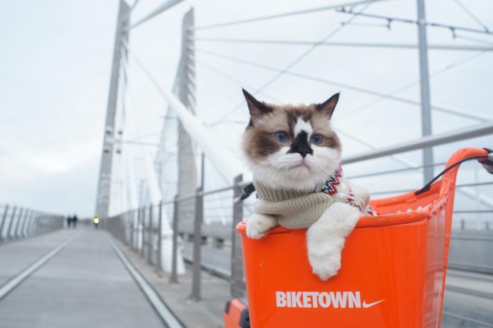 Free Image of Cat Sitting on Top of an Orange Shopping Cart 
