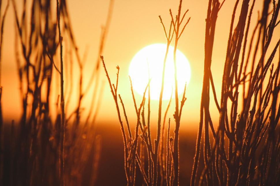 Free Image of Sun Setting Over Tall Grass Field 