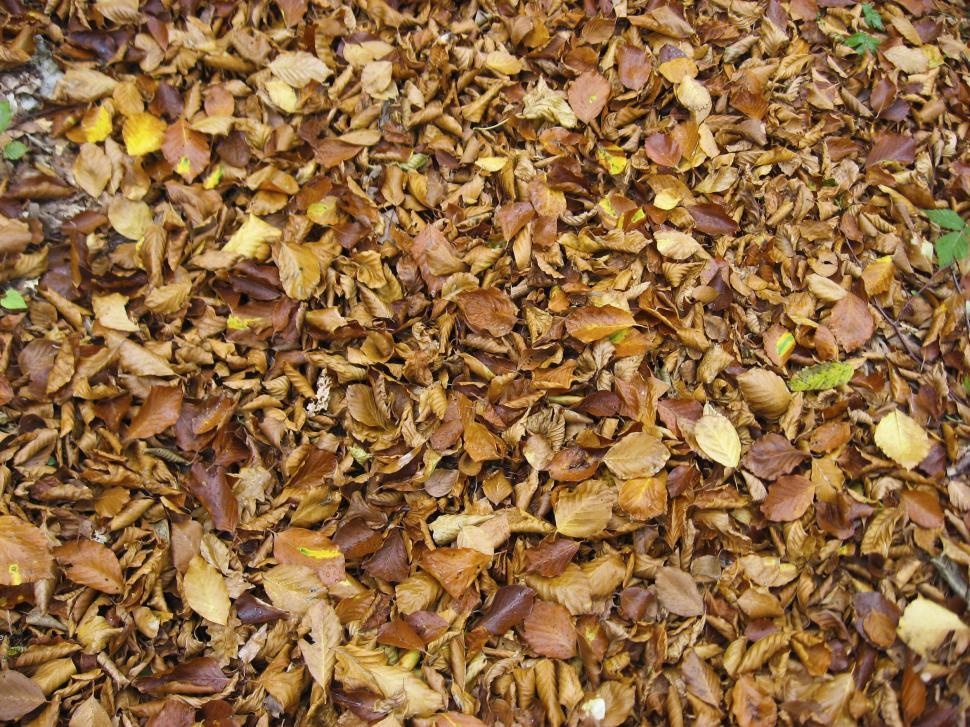 Free Image of fallen leaves 