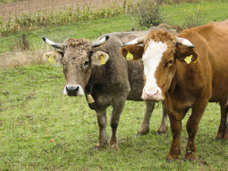 Free Image of cow 