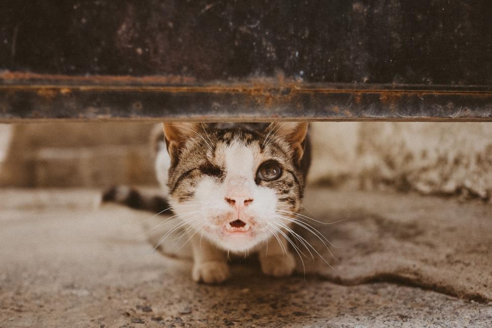 Free Image of Cat Sitting Under Table 