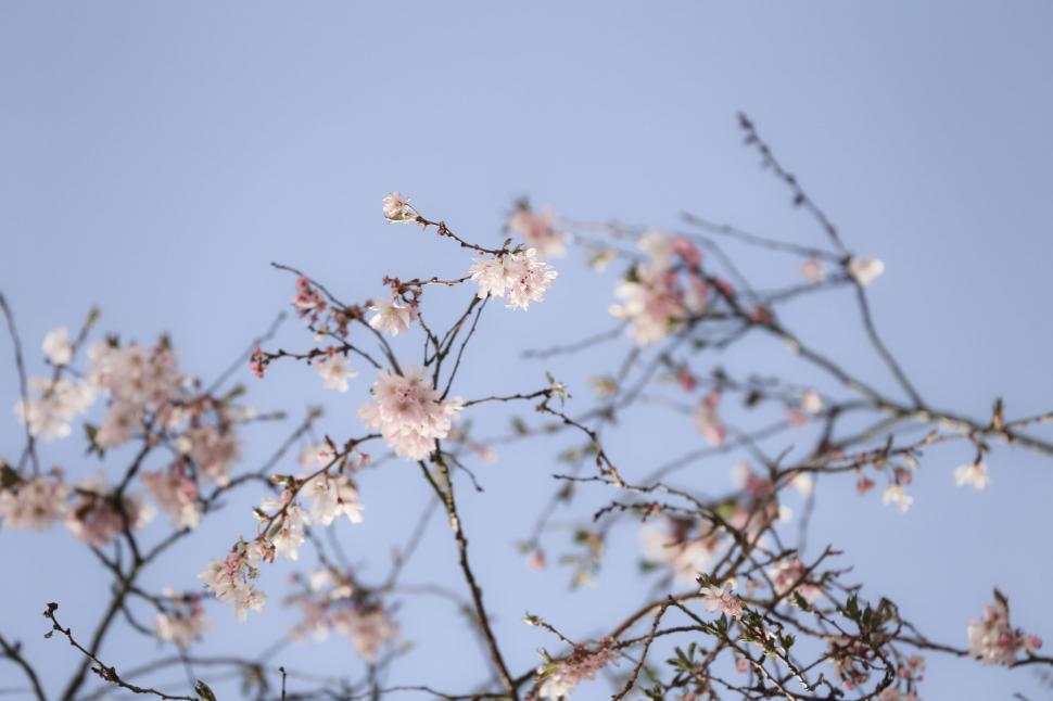 Free Image of Bird Perched on Tree Branch 