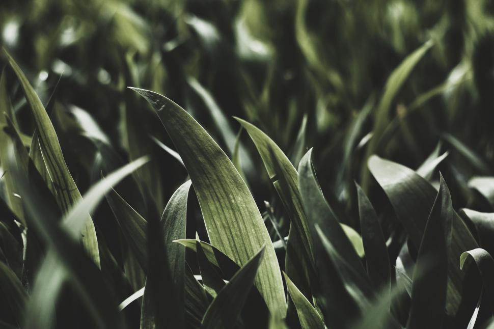 Free Image of Field of Corn Under Black and White Sky 