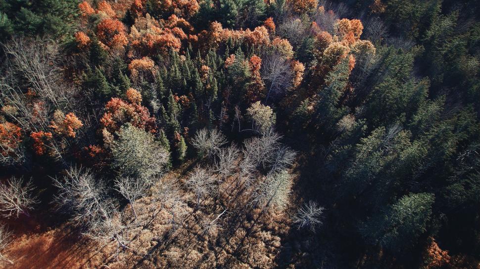 Free Image of Dense Canopy Covering Vast Forest Area 