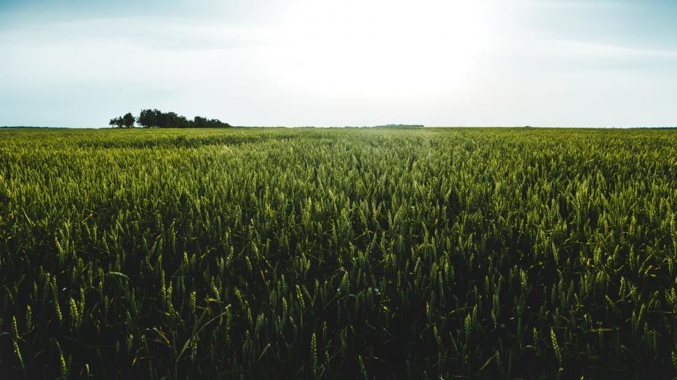 Free Image of Rolling Greens Under Blue Skies 
