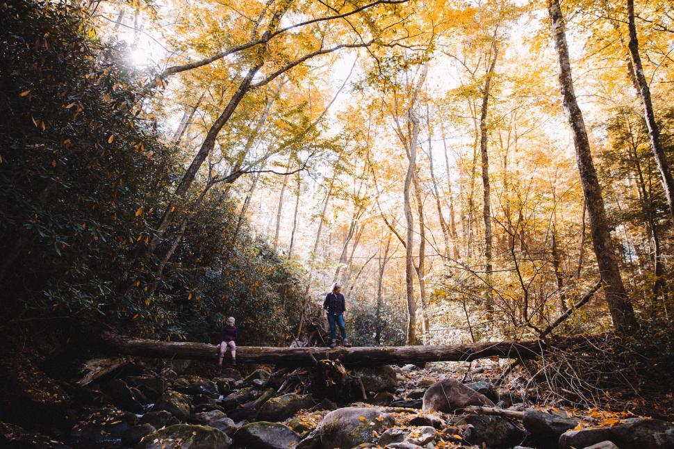 Free Image of Man Standing on Fallen Tree in Forest 