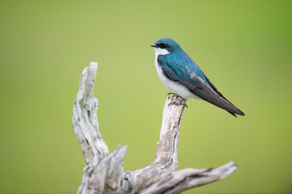 Free Image of Small Blue and White Bird Perched on Tree Branch 