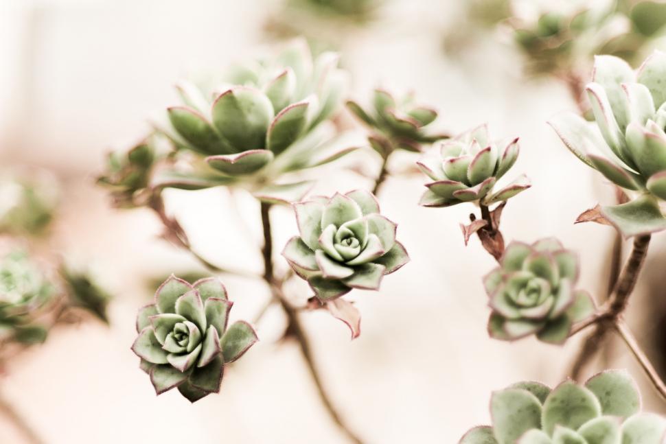 Free Image of Close Up of a Plant With Green Leaves 