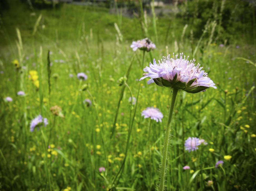 Free Image of wild flowers 