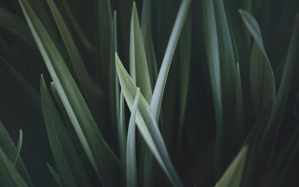 Free Image of Grass Blades in Monochrome 