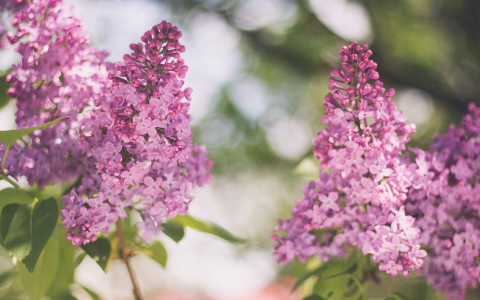 Free Image of Close Up of Purple Flowers 