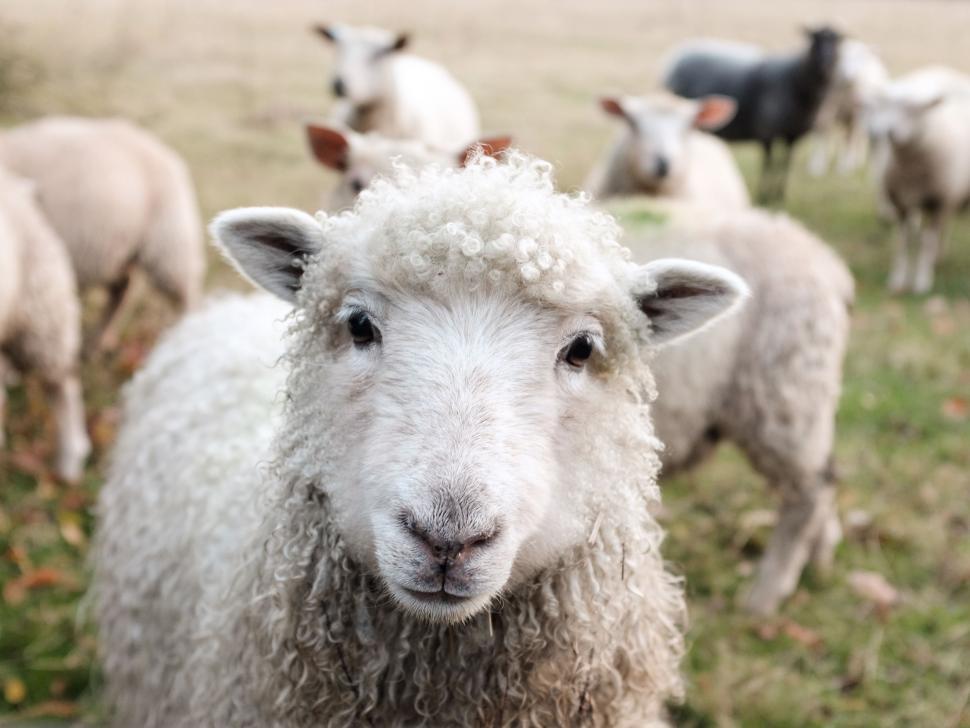 Free Image of Herd of Sheep Grazing on Lush Green Field 