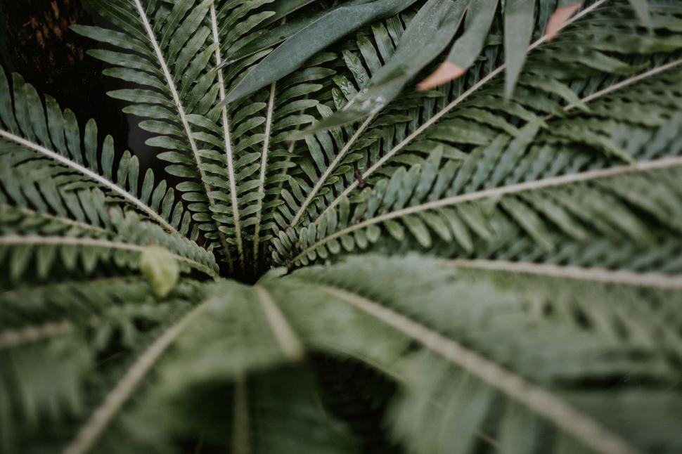 Free Image of Leafy Plant in Black and White 