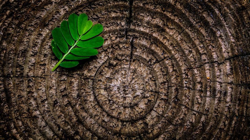 Free Image of Green Leaf on Tree Stump 