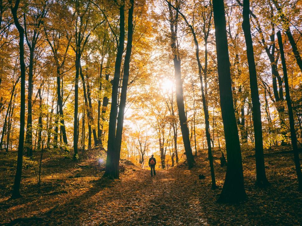 Free Image of A Person Walking Down a Path in the Woods 