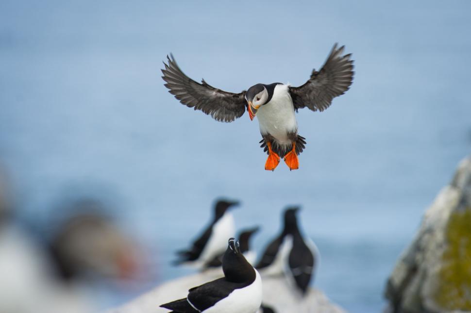 Free Image of Small Bird Flying Over Group of Birds 