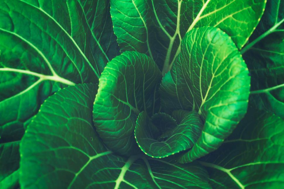 Free Image of Close Up of a Green Leafy Plant 