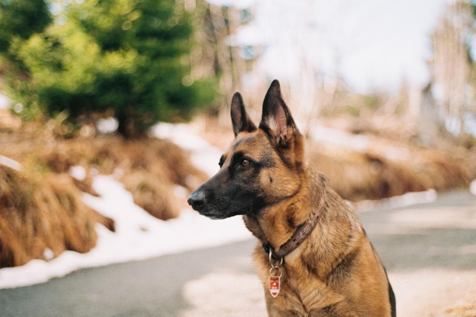 Free Image of Dog Sitting Alongside Road 