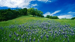 Grassy field with purple flowers and trees in the distance on a sunny day